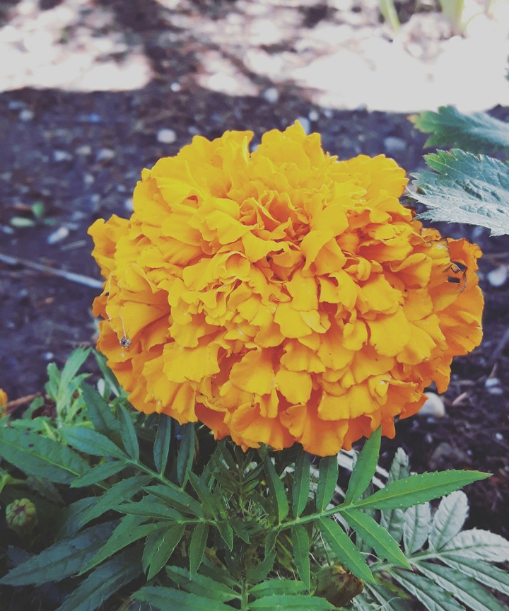 goldilocks flower