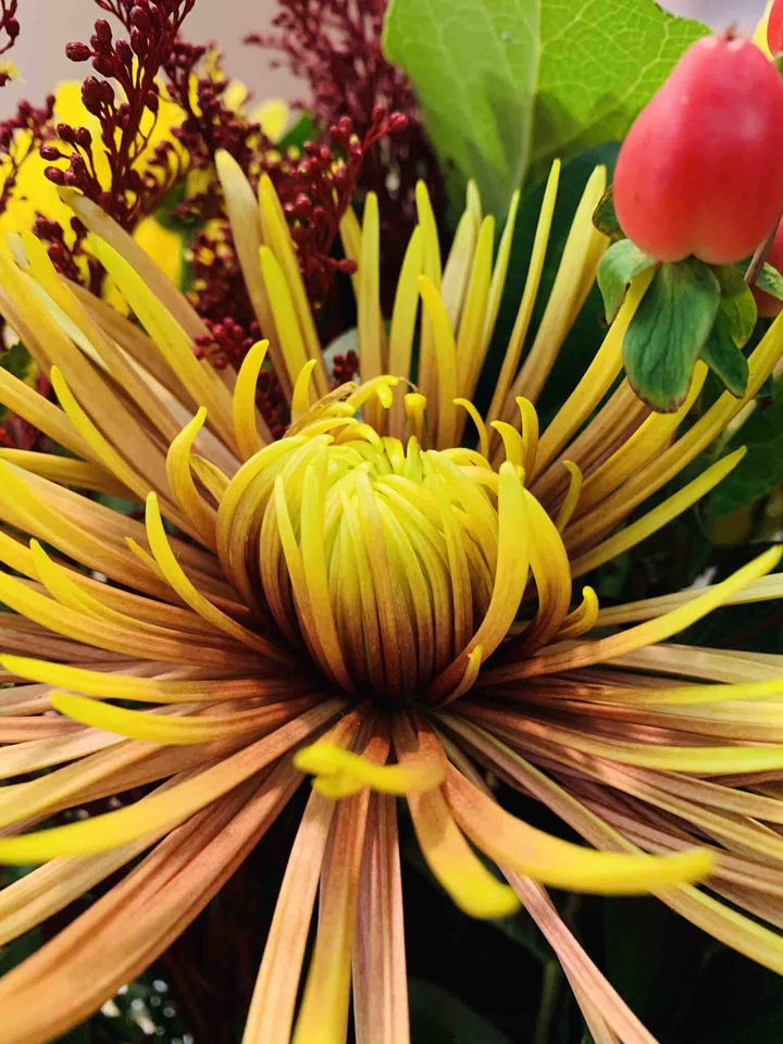 Yellow daisy