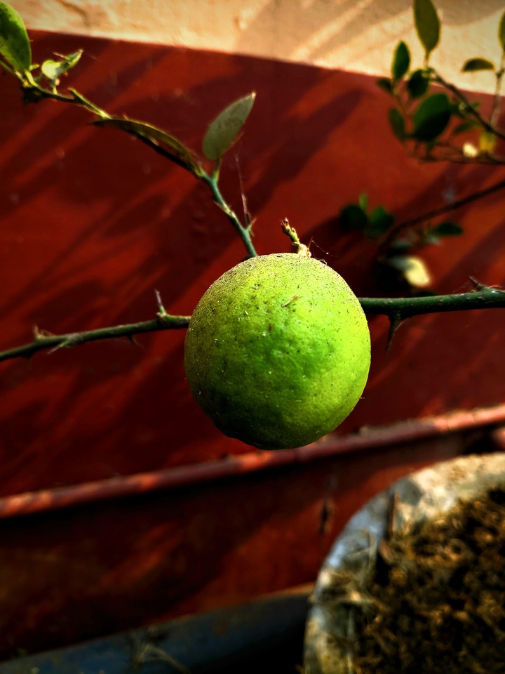 Lemon