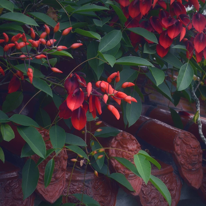 Erythrina variegata