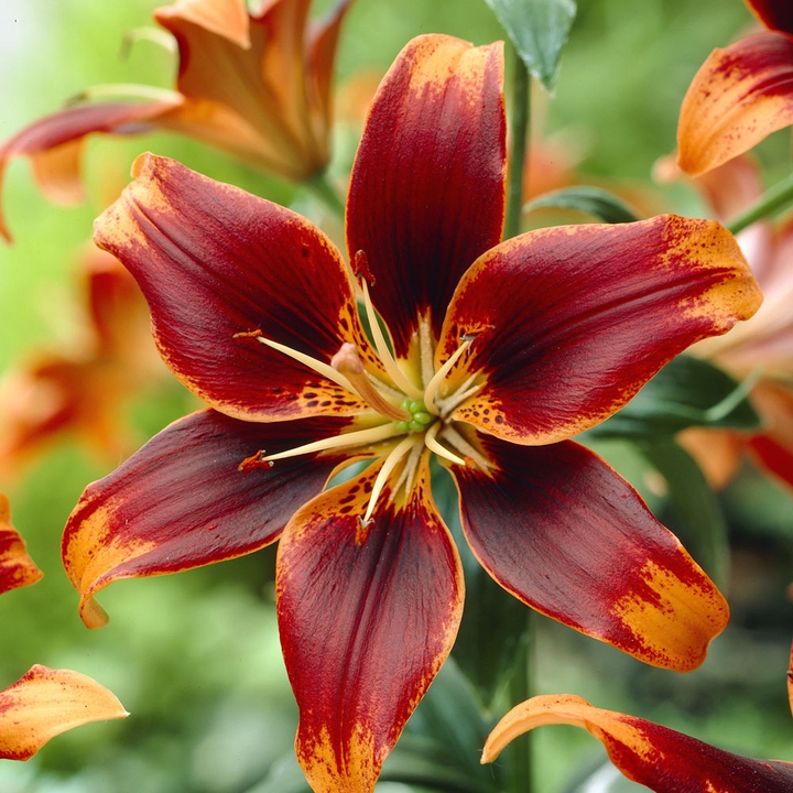 lily