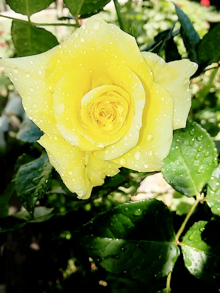Rosa Amarilla