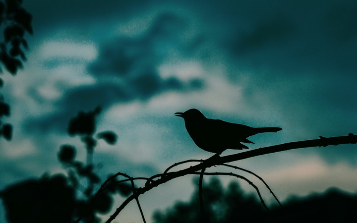 bird