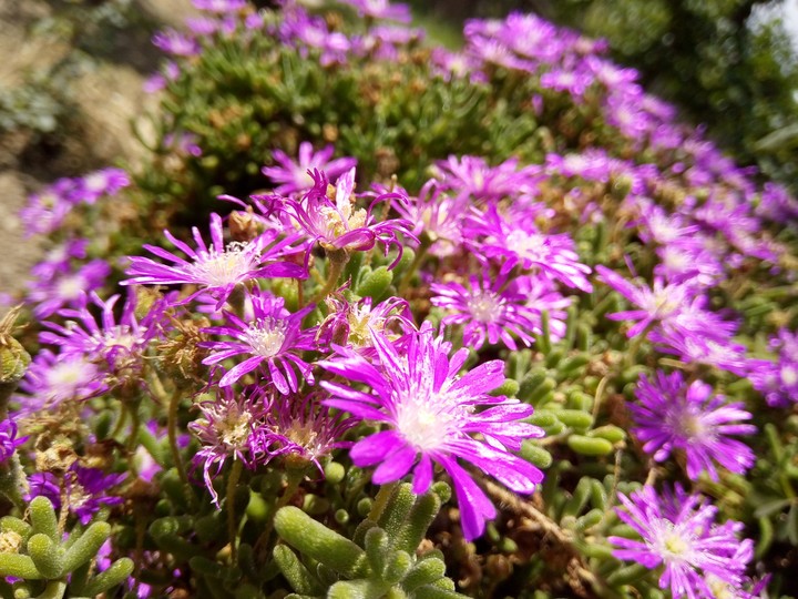 nice flowers ?
