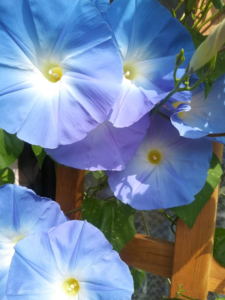 blaue Blumen