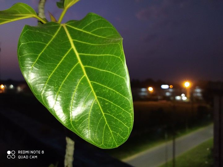 Nature at night