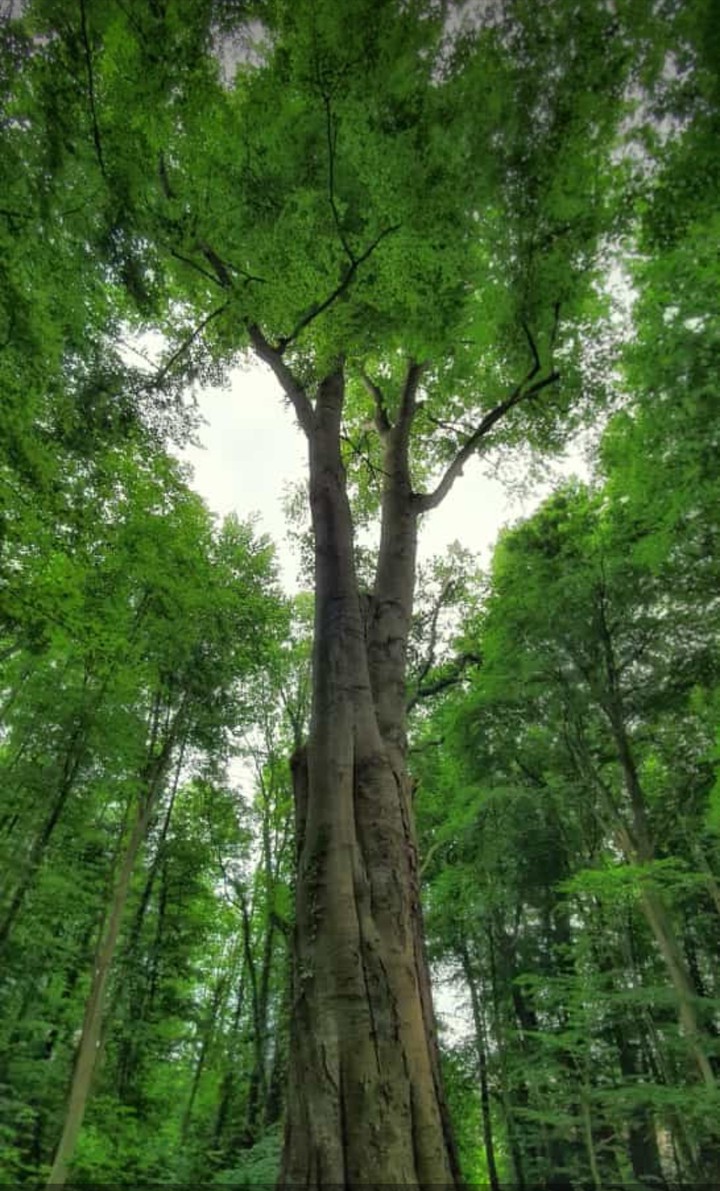 Old Tree