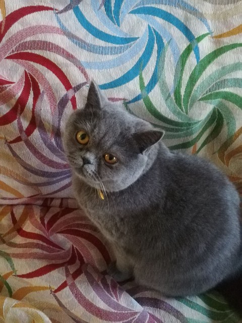 тапети whiskers, cat