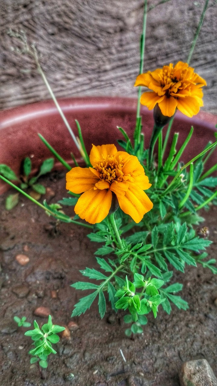 flower