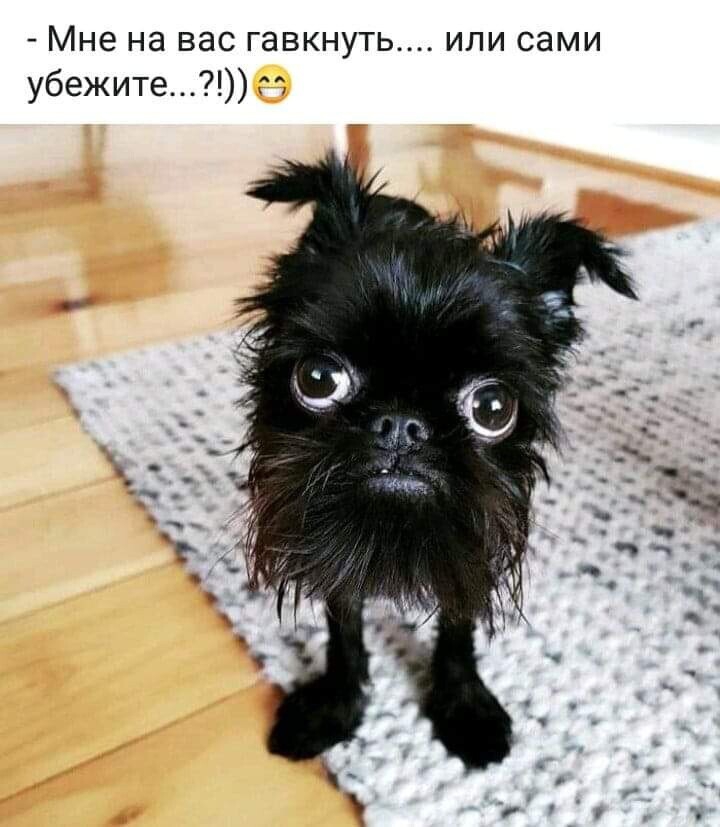 осторожно! злая собака )))