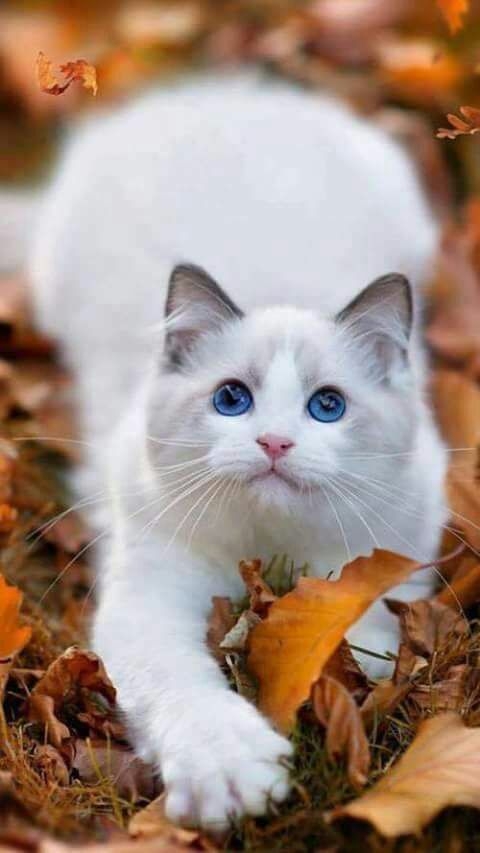 Aslam