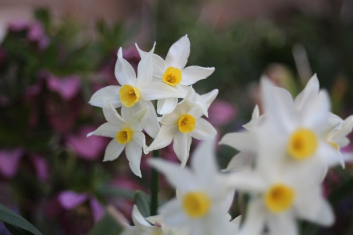 another flower