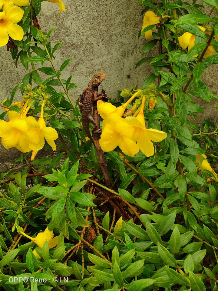 flower