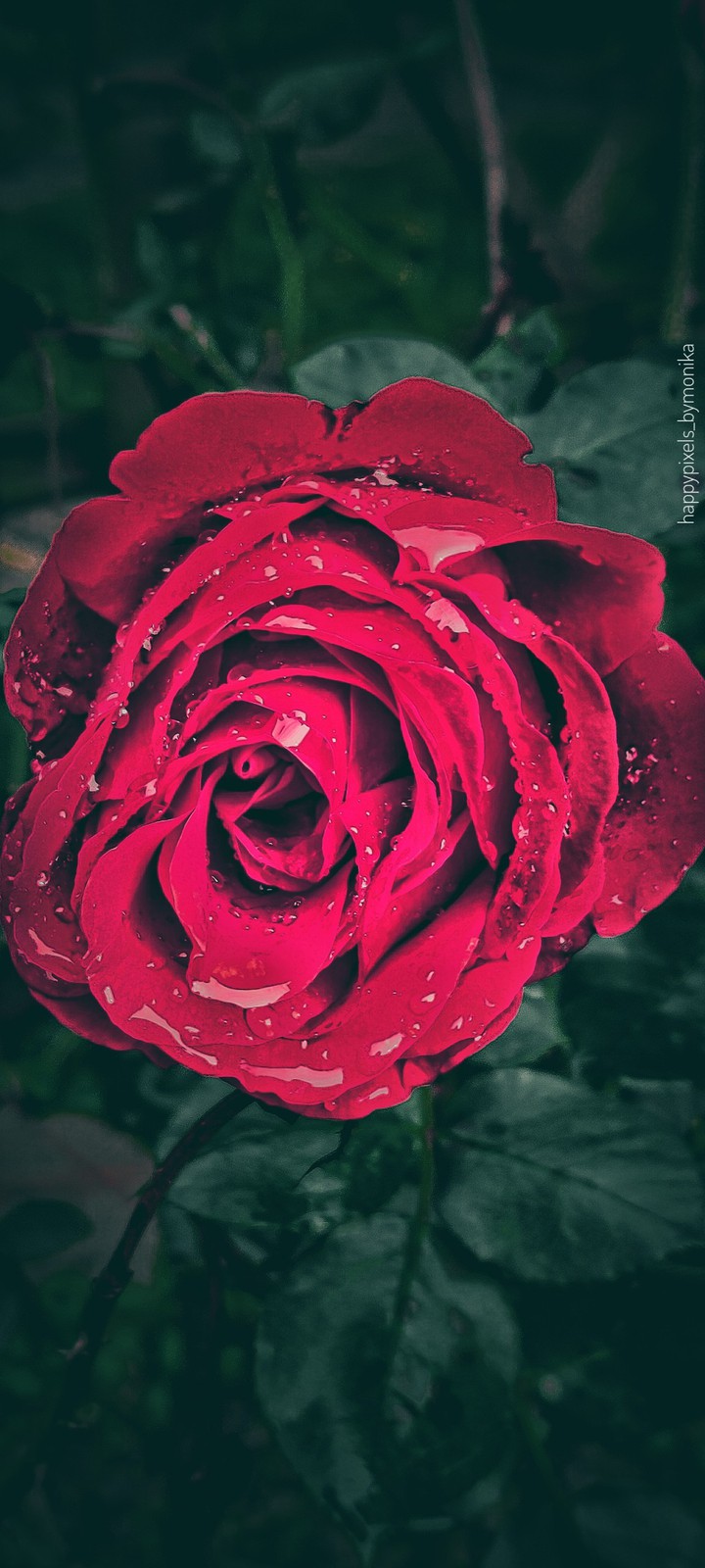 Red rose