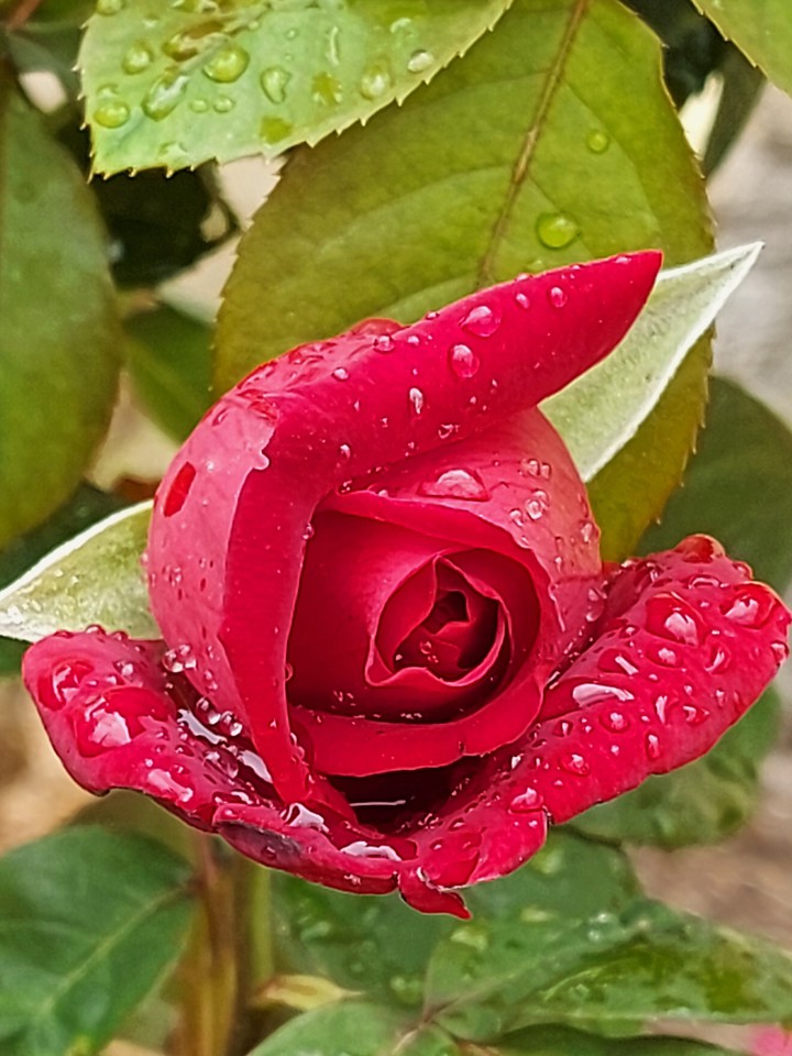 La Rosa de mi jardín