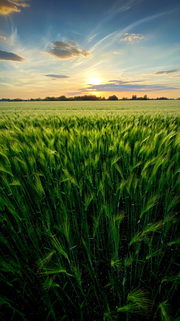 Green fields
