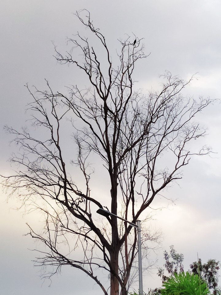 The lonely tree