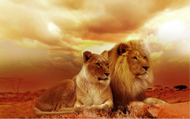 Lions...