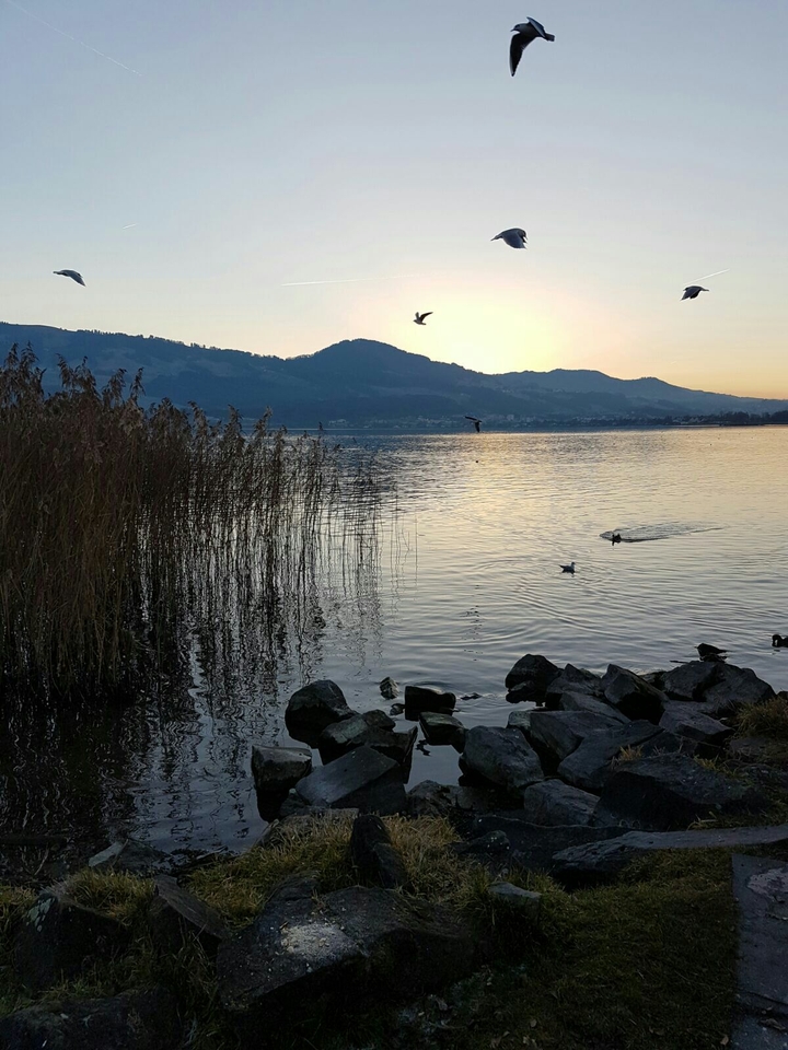 Birds