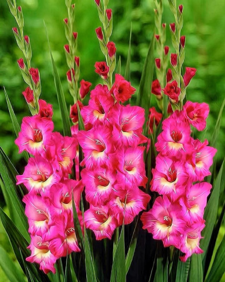 gladiola