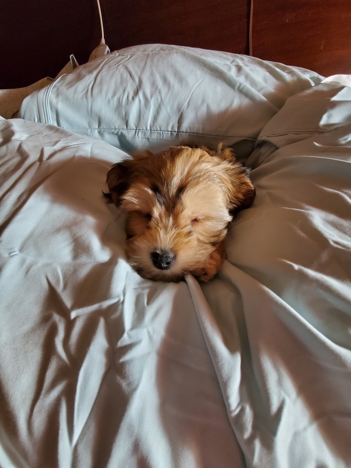 Sleeping Beauty