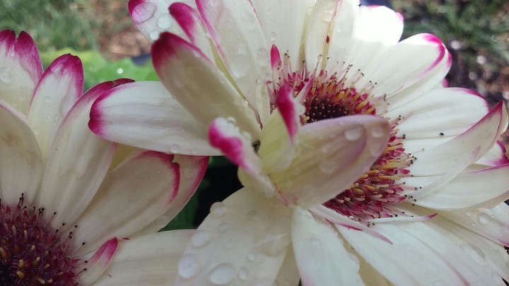 white and pink daisy