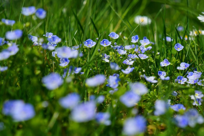 Nature's Beauty