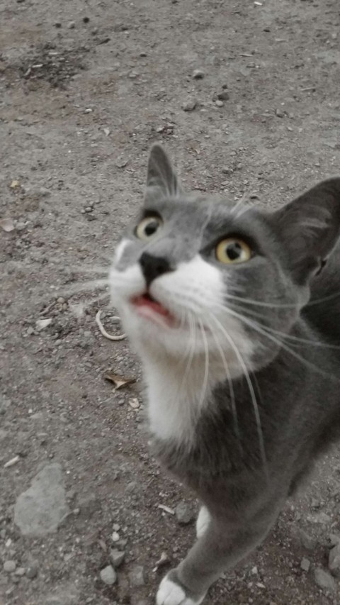 cats