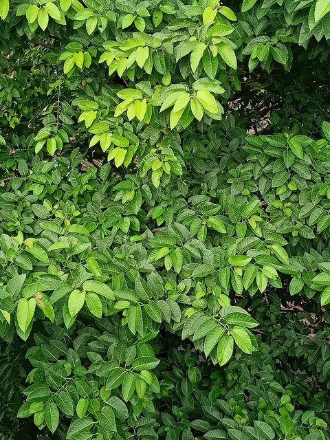 шпалери leaf, evergreen