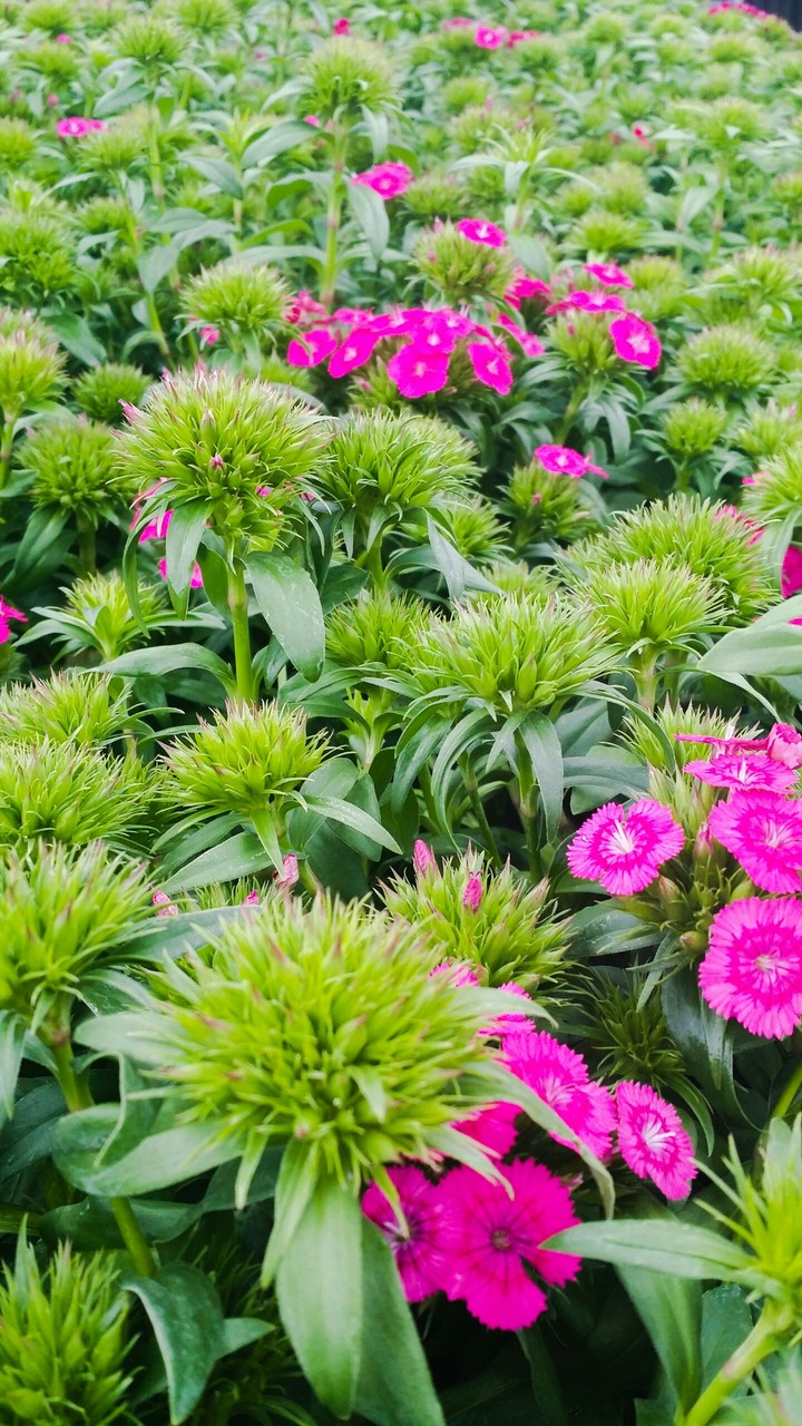 purple flowers