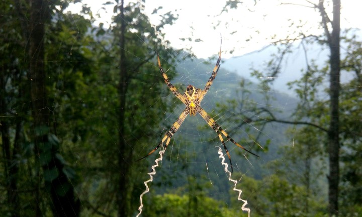 spider