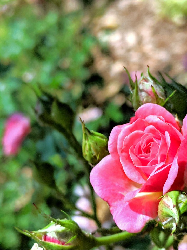 Pink Drift Rose