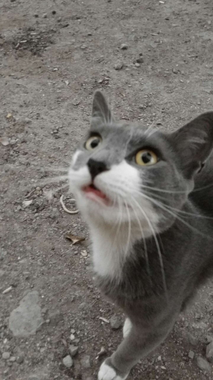 cats