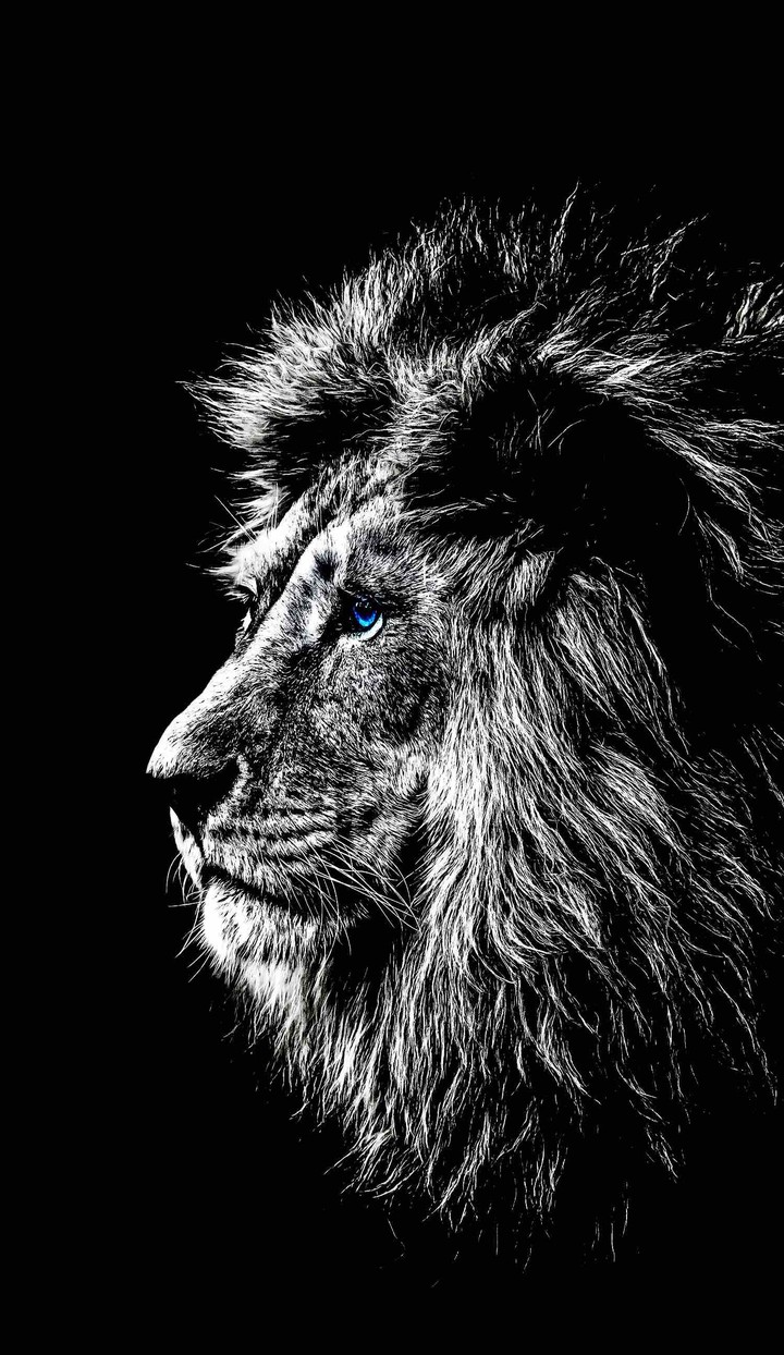 LION BLACK