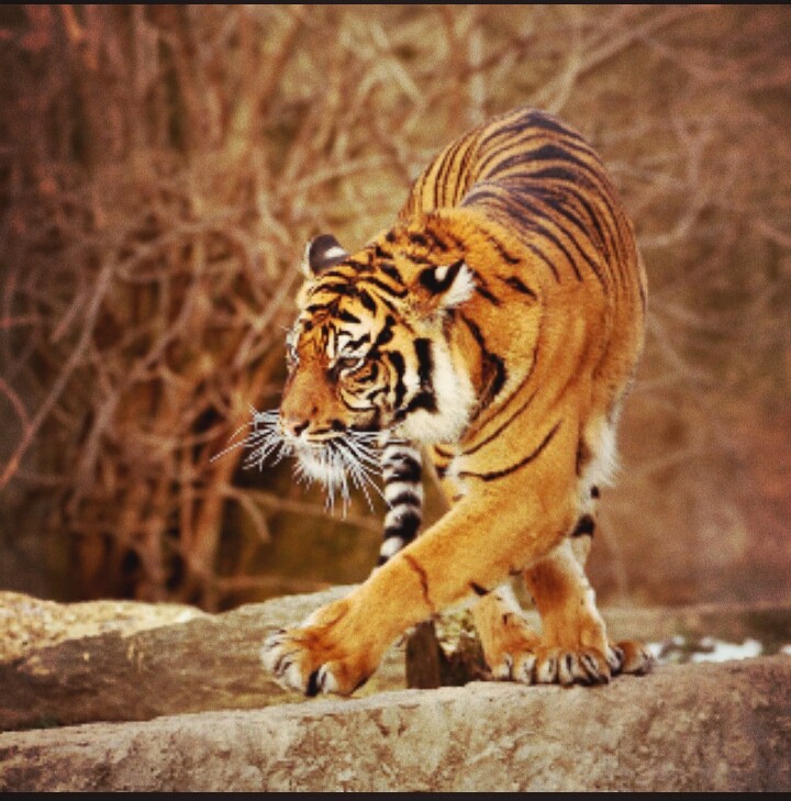 Wild spirit