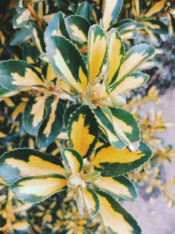 spring plant