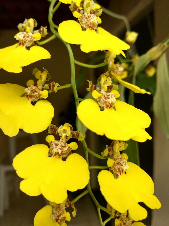 Flor (orquídea)