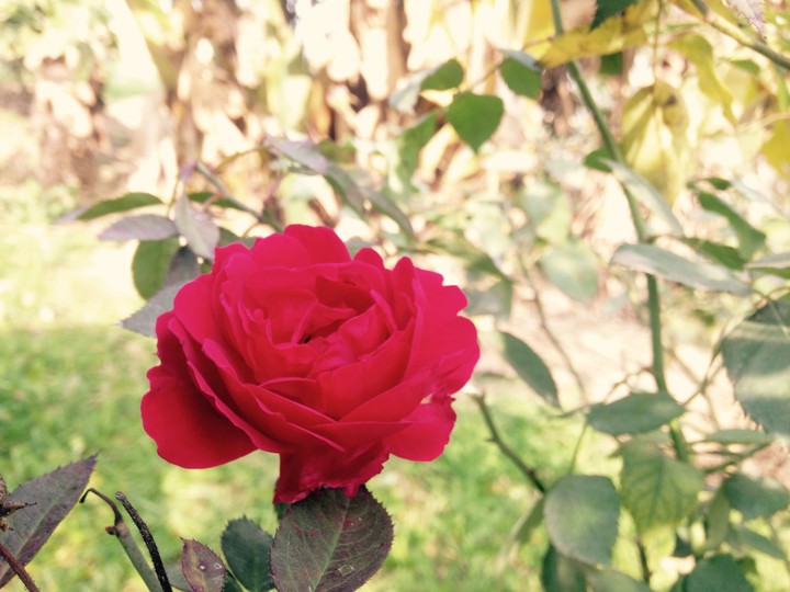 Red Rose