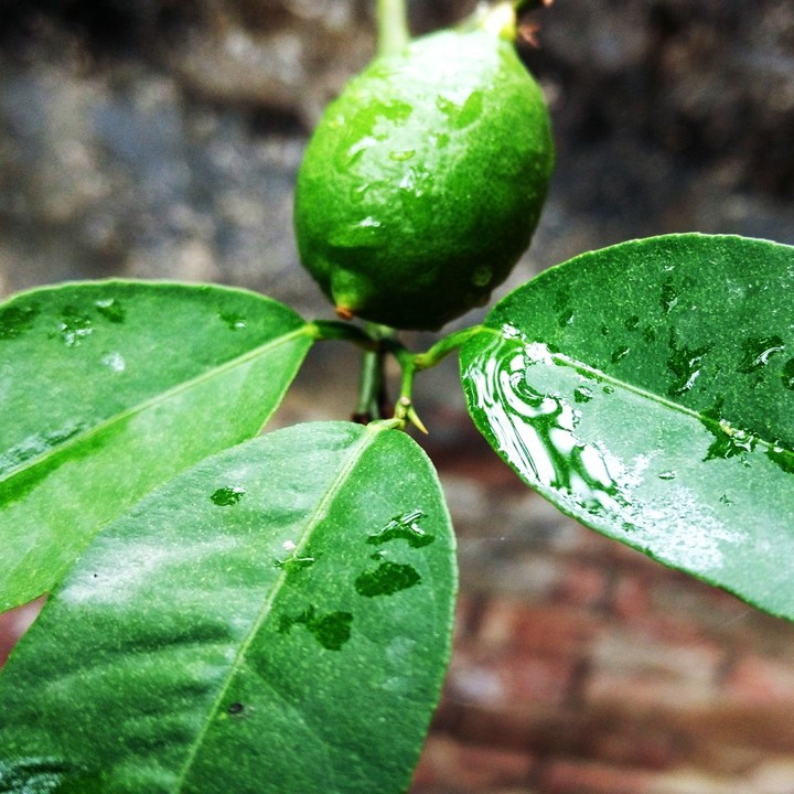 lemon