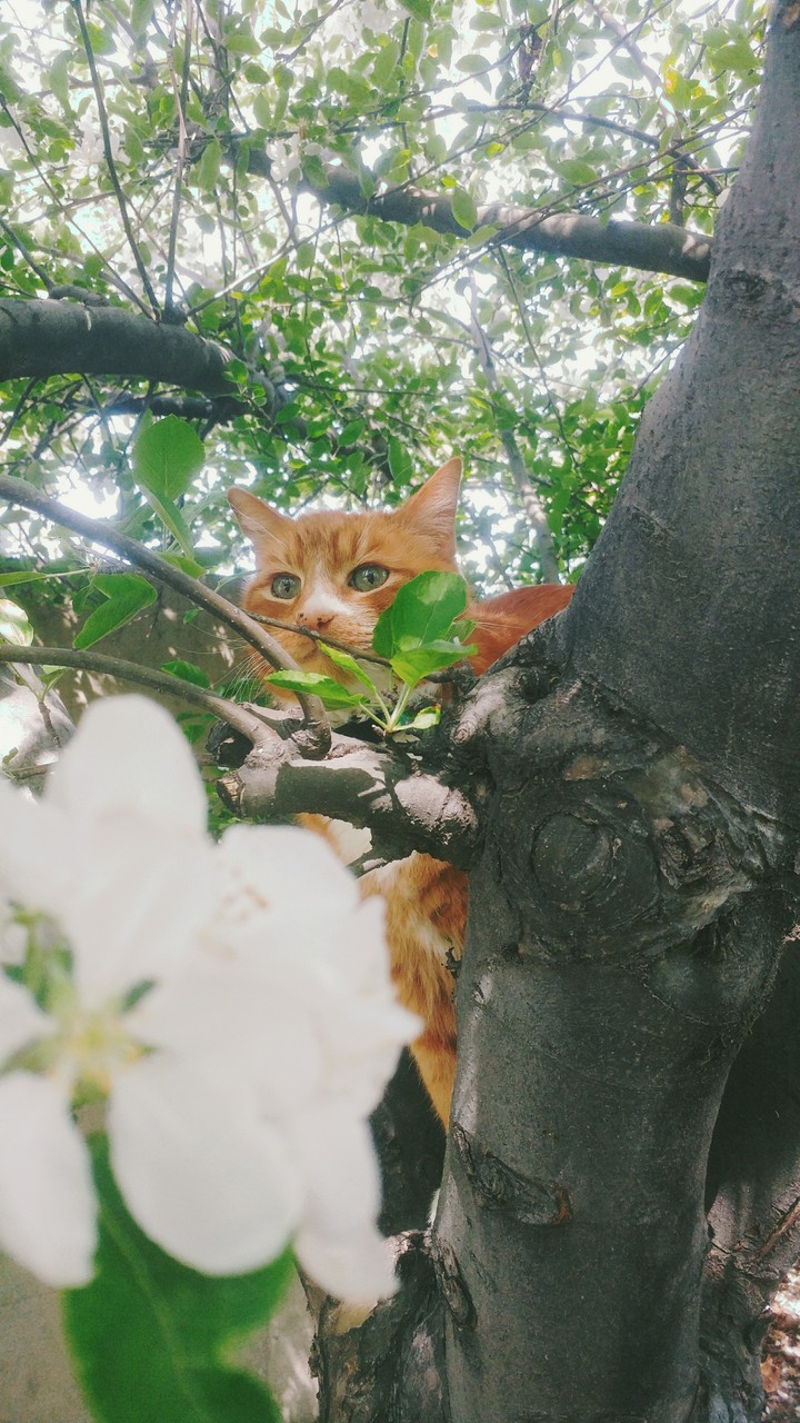 Beautiful cat
