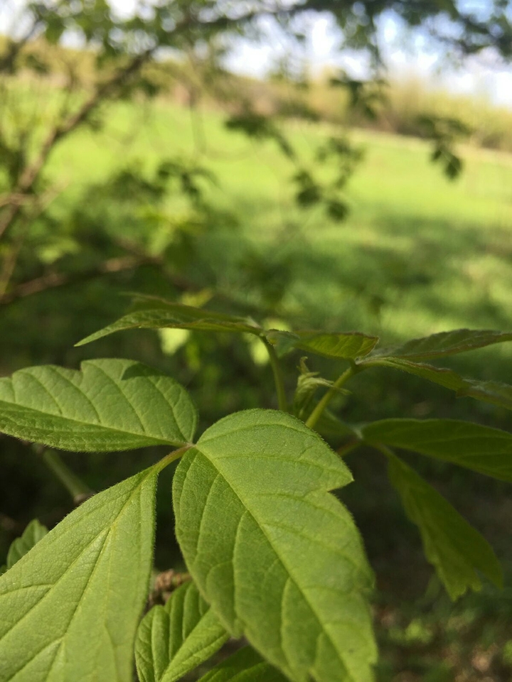 grass