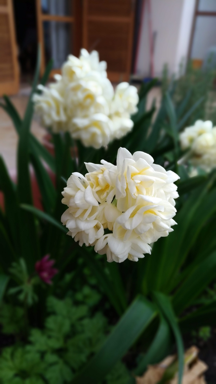 Narcissus double Earlycheer