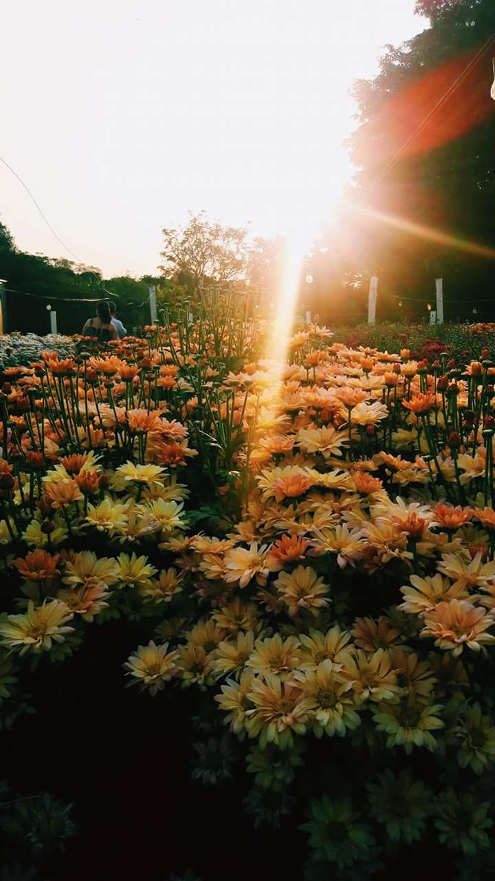 Flores