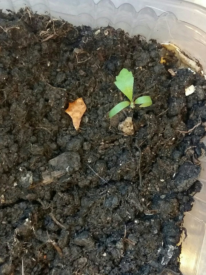 new life