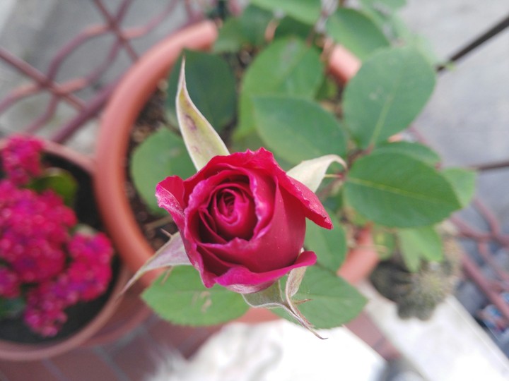 purple rose