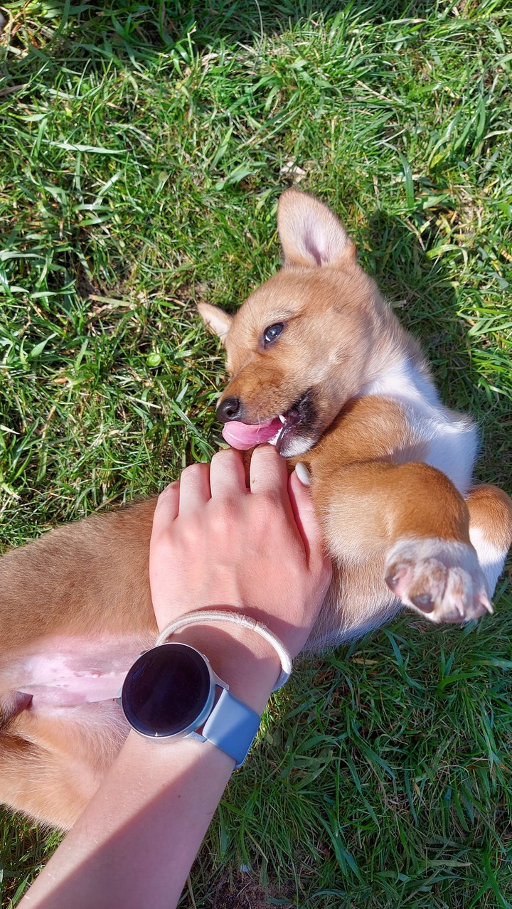 puppy