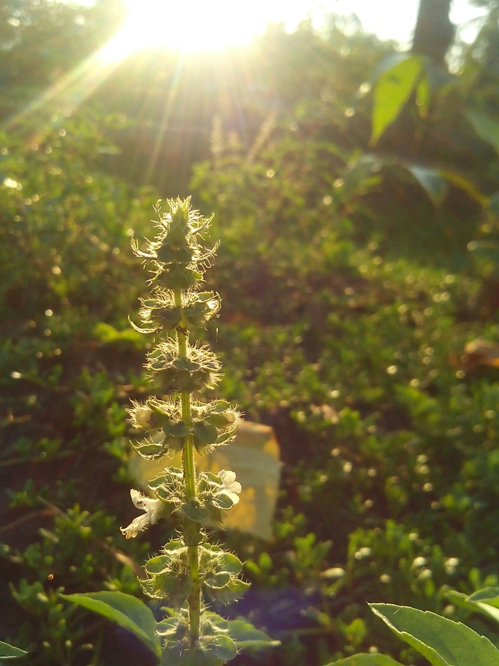 flowers