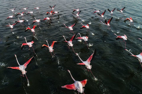 pond, bird wallpapers