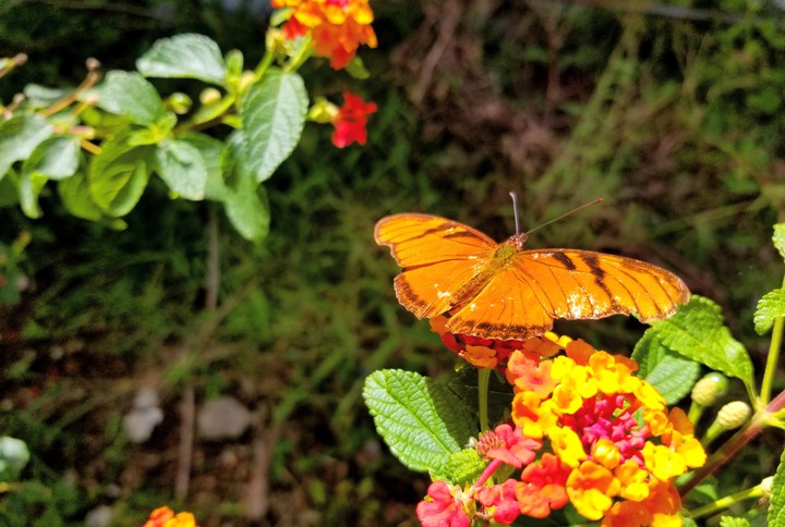 MARIPOSA NARANJA POSANDO EN UNA FLOR, TETIPAC, GRO.