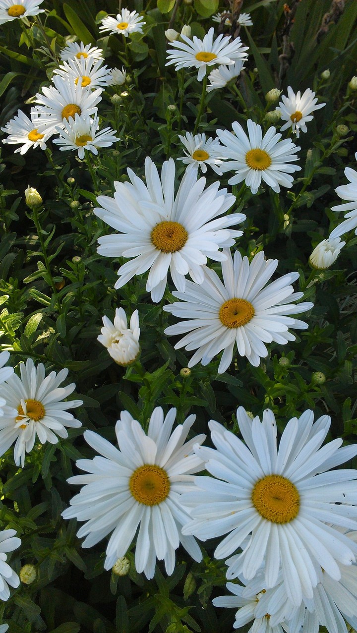 daisy